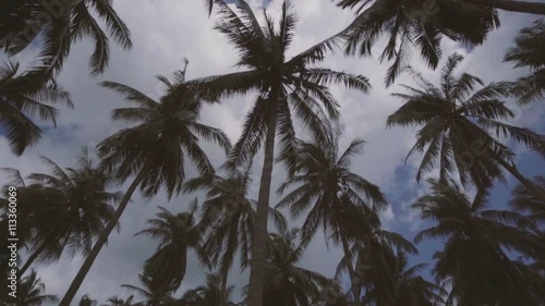 Looking up at rotating palm trees in Phuket, Thailand photo