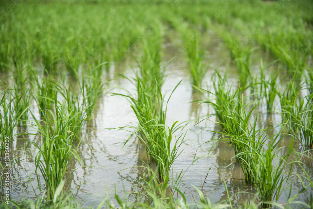 young rice plantation field young rice plantation field