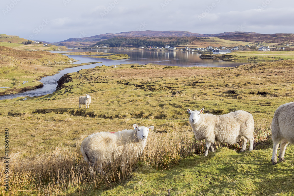 Fototapeta premium Cute sheep walking around