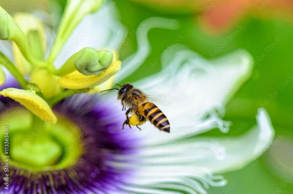 Bee are flying over the exotic beautiful flower of Passiflora Foetida or Wild Maracuja for nectar and pollen Bee are flying over the exotic beautiful flower of Passiflora Foetida or Wild Maracuja for nectar and pollen