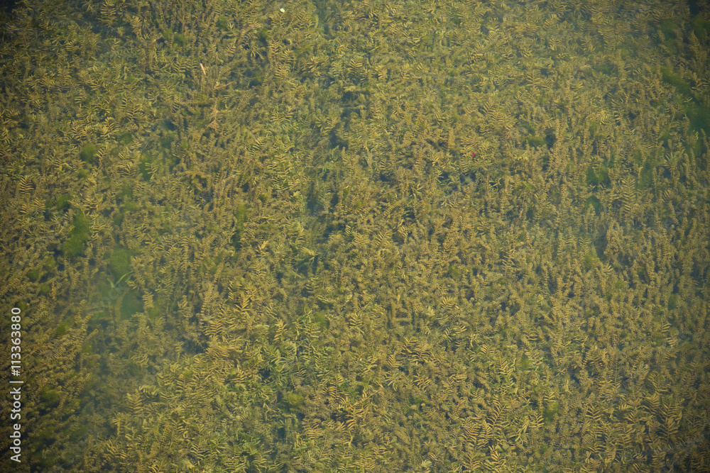 group of algae in rivers