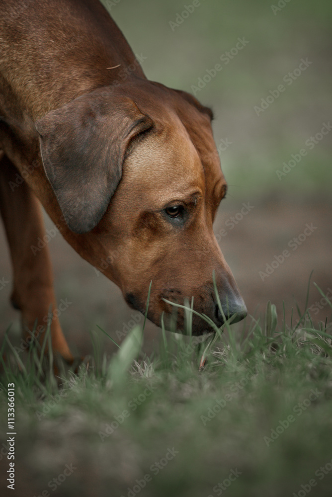 Beautiful dog rhodesian ridgeback hound outdoors