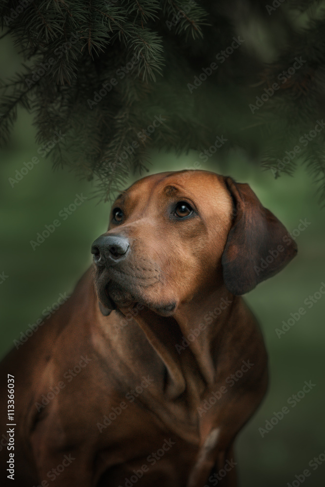 Beautiful dog rhodesian ridgeback hound outdoors Beautiful dog rhodesian ridgeback hound outdoors