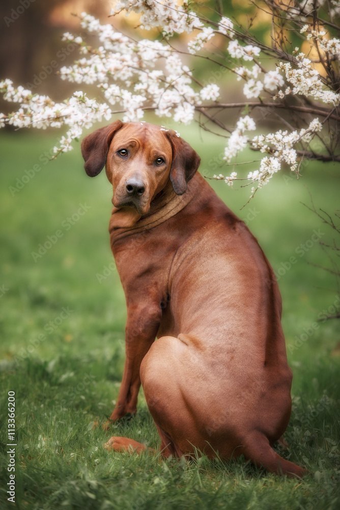 Beautiful dog rhodesian ridgeback hound outdoors Beautiful dog rhodesian ridgeback hound outdoors