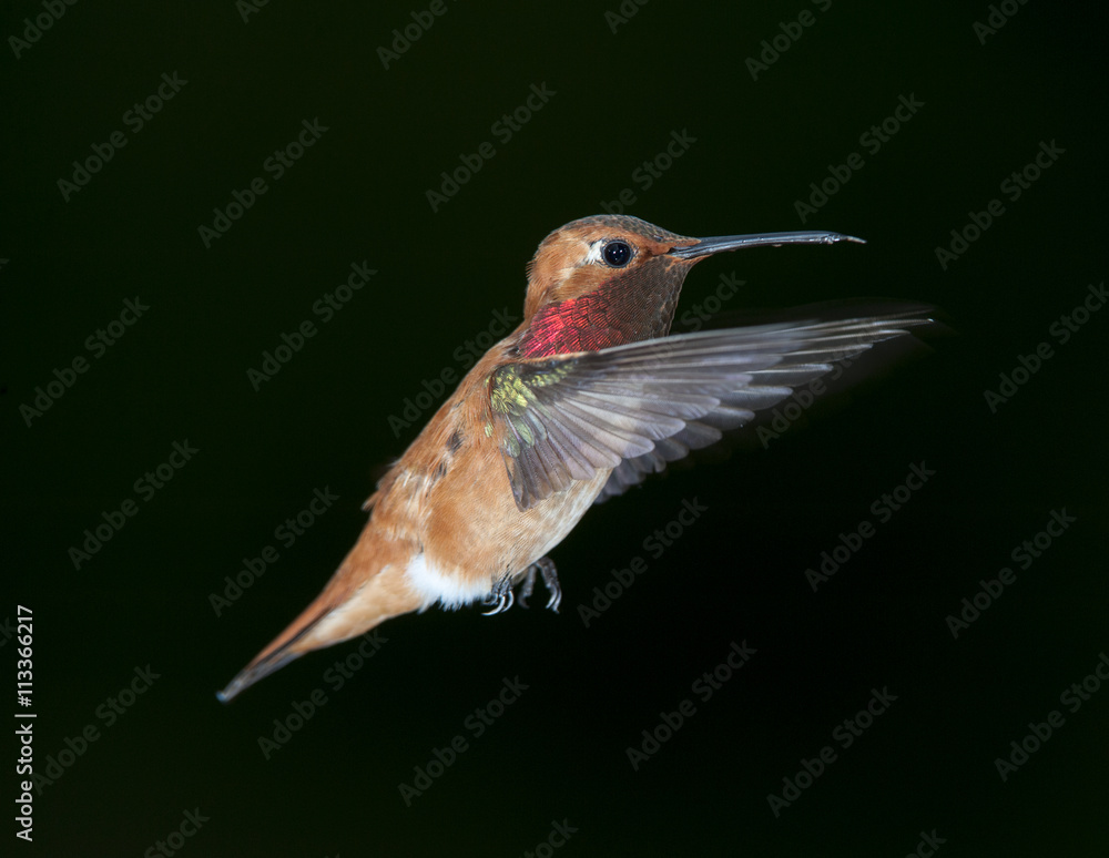 Fototapeta premium Rufous Hummingbird (Selasphorus rufus) in flight