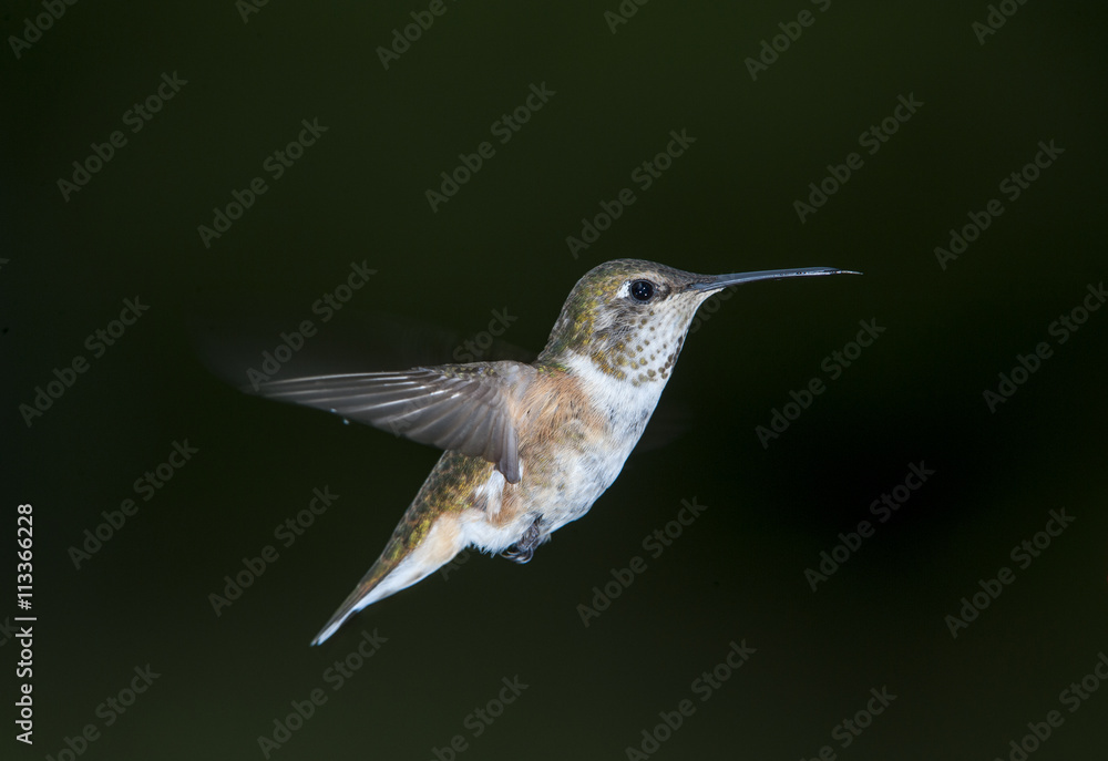 Fototapeta premium Rufous Hummingbird (Selasphorus rufus) in flight