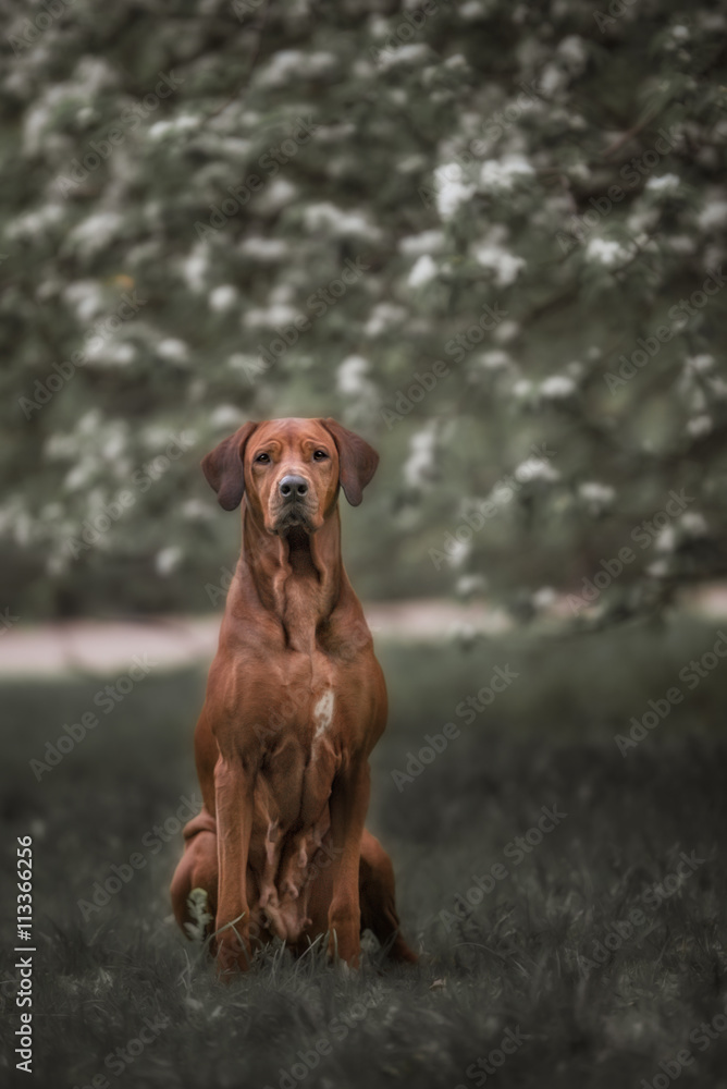 Beautiful dog rhodesian ridgeback hound outdoors