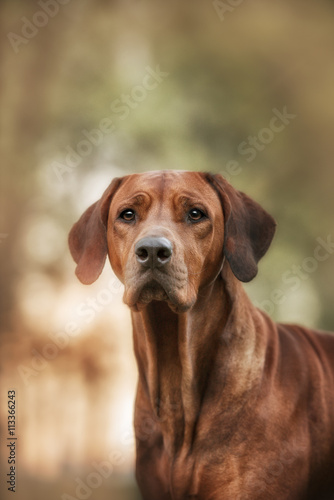 Beautiful dog rhodesian ridgeback hound outdoors © brusnikaphoto