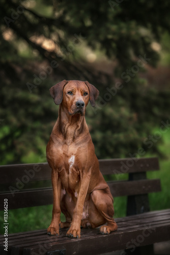 Beautiful dog rhodesian ridgeback hound outdoors