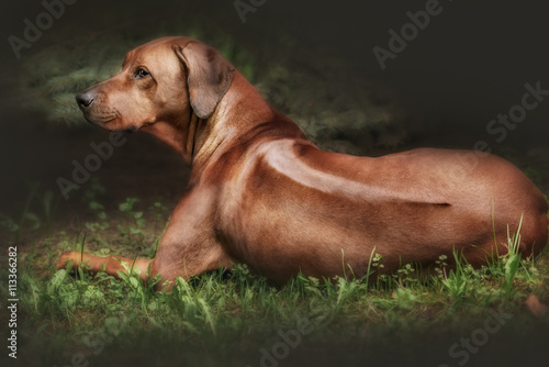 Beautiful dog rhodesian ridgeback hound outdoors