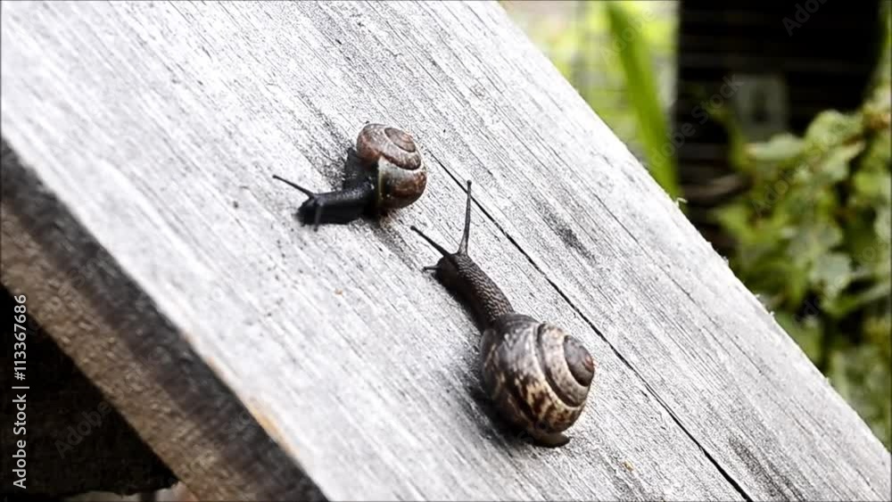 Snails Snails