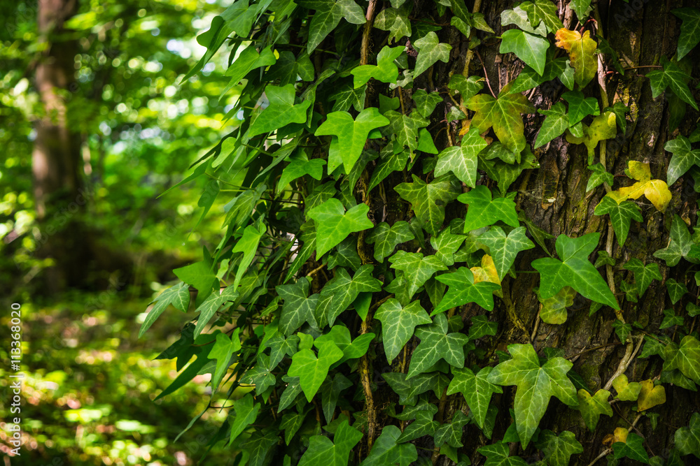 Green ivy leaves climbing on the tree Green ivy leaves climbing on the tree