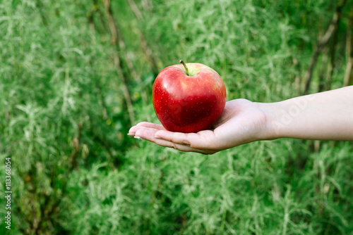 ripe apple which is held in hand