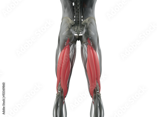фотографія Hamstring muscle group, human anatomy muscle system
