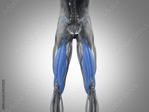 Hamstring muscle group, human anatomy muscle system. 3d illustration. photo