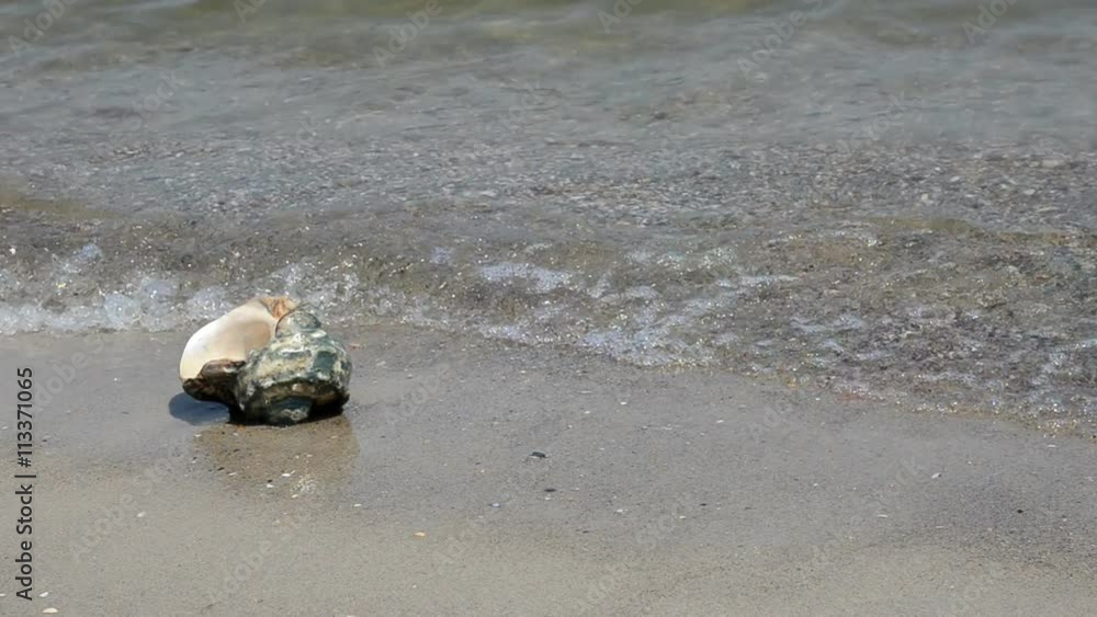Large seashell Turbo Marmoratus on the beach Large seashell Turbo Marmoratus on the beach
