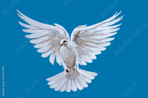 Slika na platnu A free flying white dove