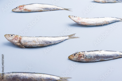 Sardine fishes in a row on a blue wet background