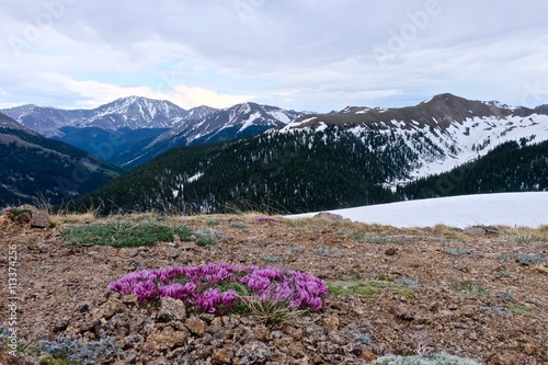 Pink Alpine Clover Flowers and Snow Covered Mountains. High alpine Tundra at Independence Pass near Aspen, Colorado State, USA. 
