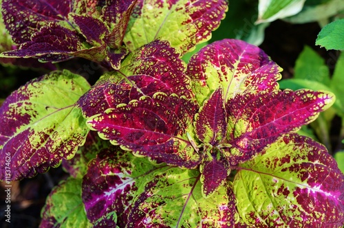 Red and green leaves of the coleus plant, Plectranthus scutellarioides photo