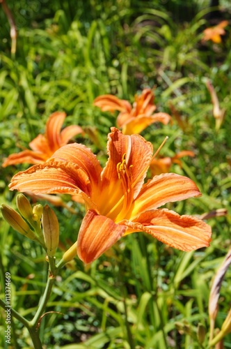 Orange daylily flower  hemerocallis 