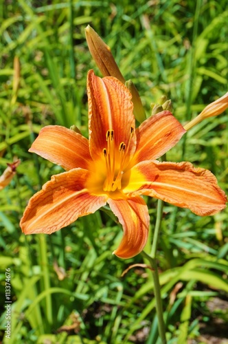 Orange daylily flower (hemerocallis)