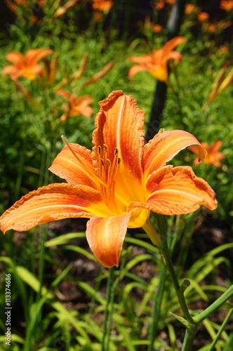 Orange daylily flower (hemerocallis)