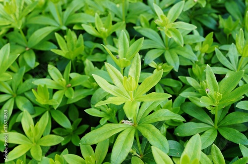 Green foliage of sweet woodruff (galium odoratum)