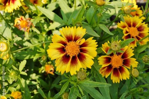 Yellow coreopsis flower with a dark center photo