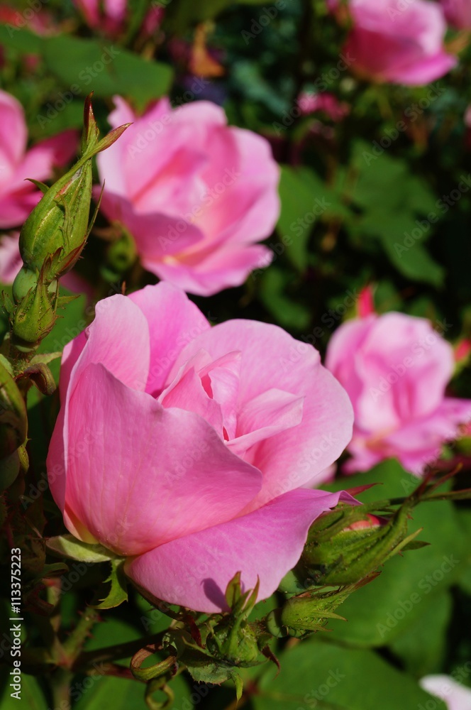 Baby pink rose flowers and buds