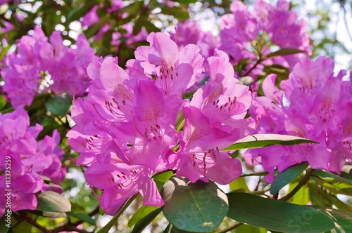 Pink rhododendron flower growing on the bush