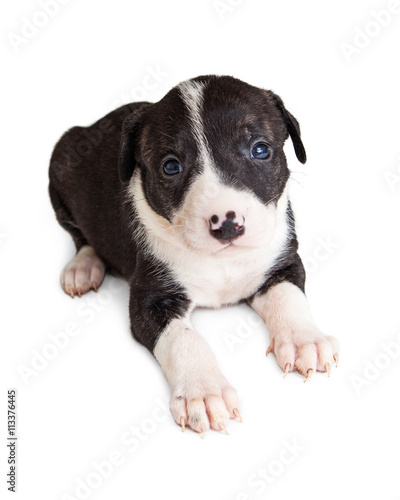 Black and White Little Puppy