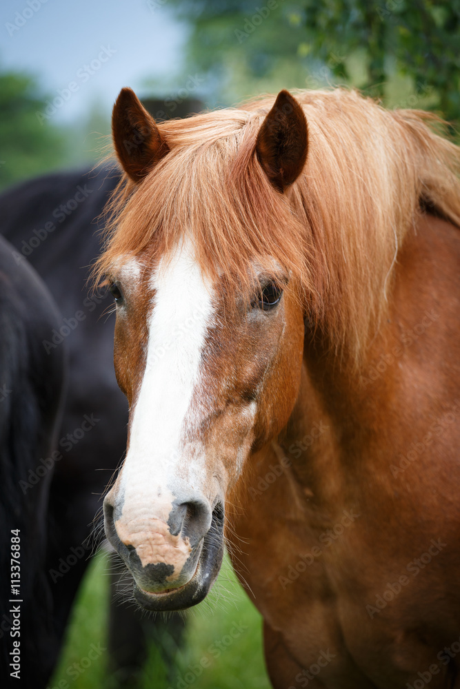 Obraz premium Portrait of brown horse