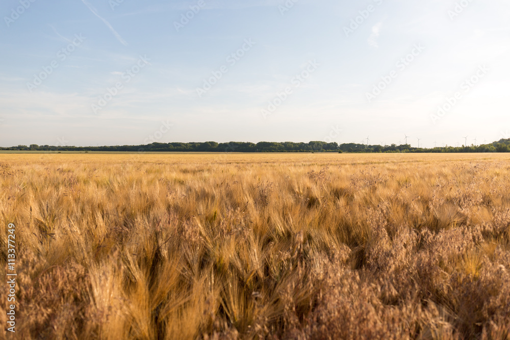 Yellow grain ready for harvest growing in a farm field
Yellow grain ready for harvest growing in a farm field