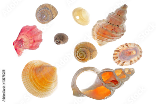 Wallpaper Mural sea shells Torontodigital.ca