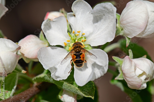 Bee on white flower Apple