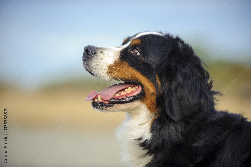 Bernese Mountain Dog head shot against beach sand and sky