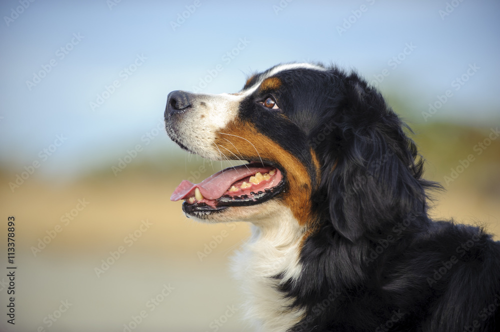 Bernese Mountain Dog head shot against beach sand and sky Bernese Mountain Dog head shot against beach sand and sky