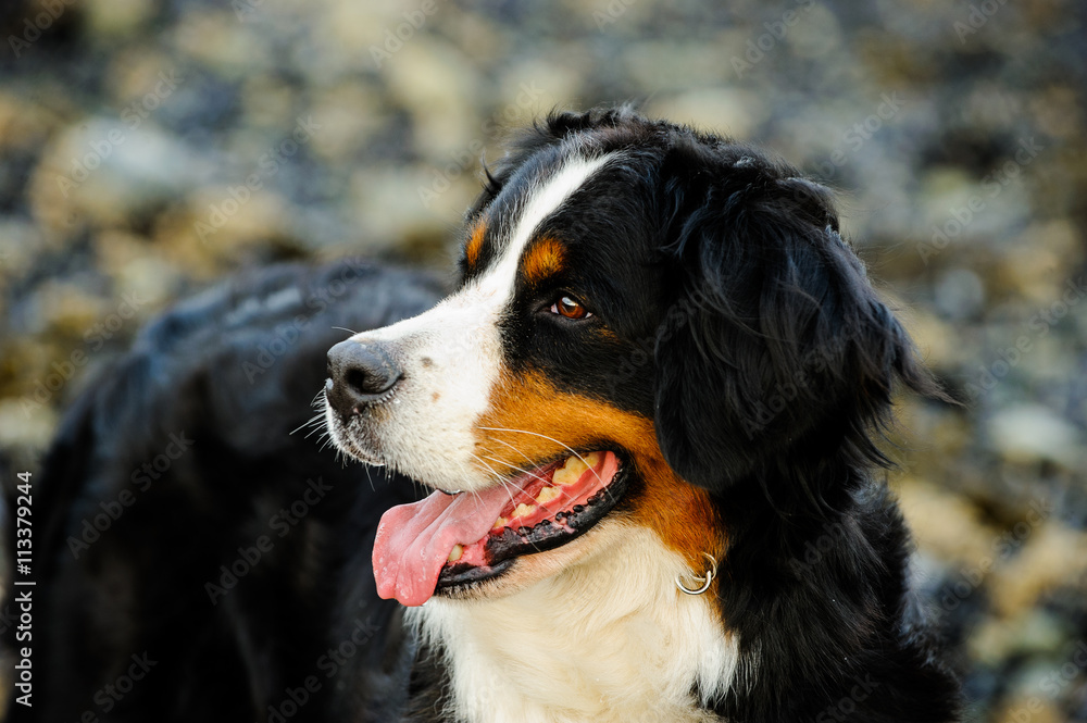 Bernese Mountain Dog against river rock