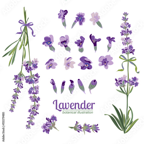 Set Lavender flowers elements. Botanical illustration.