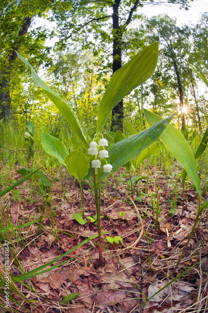 Fototapeta premium sunflowers after the rain
