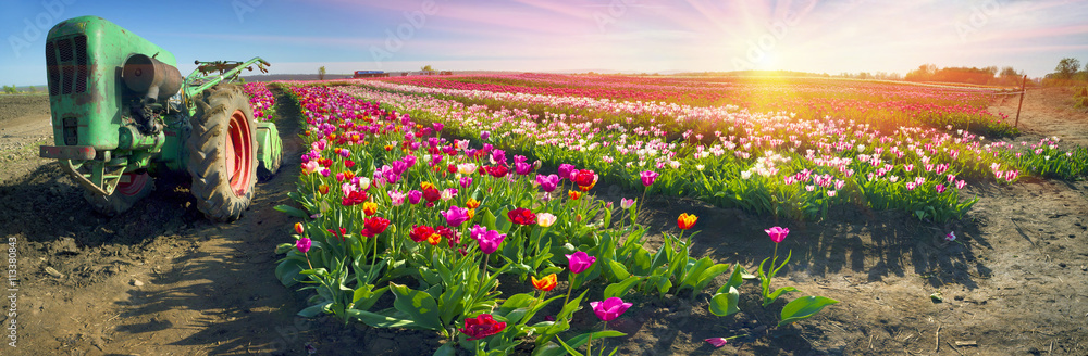 Tractor for processing tulips