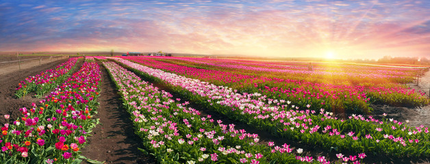 Wandcirkels Tulp Wandeling langs bloeiend tulpenveld  © panaramka