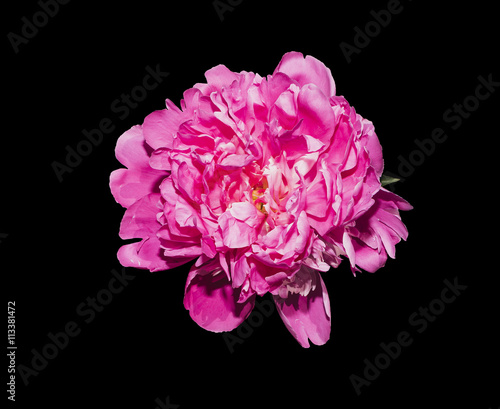 Red peony, isolated on black background.