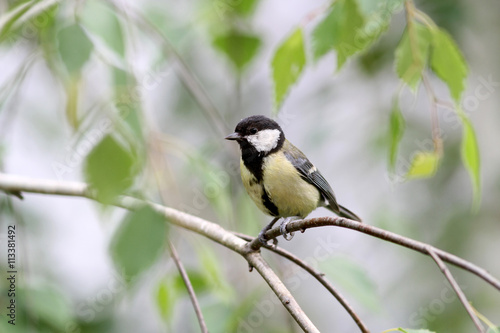 Squeaker great tit aka parus major learn to fly springtime