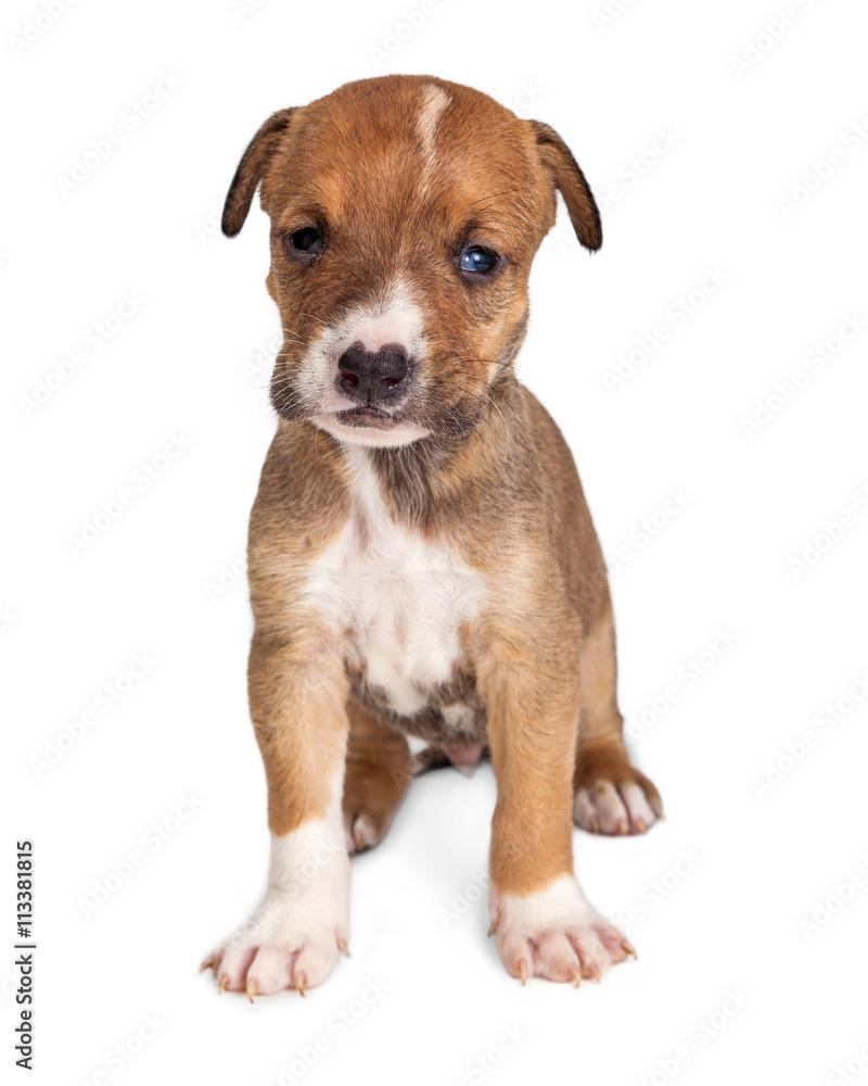 Cute Brown Puppy Sitting on White