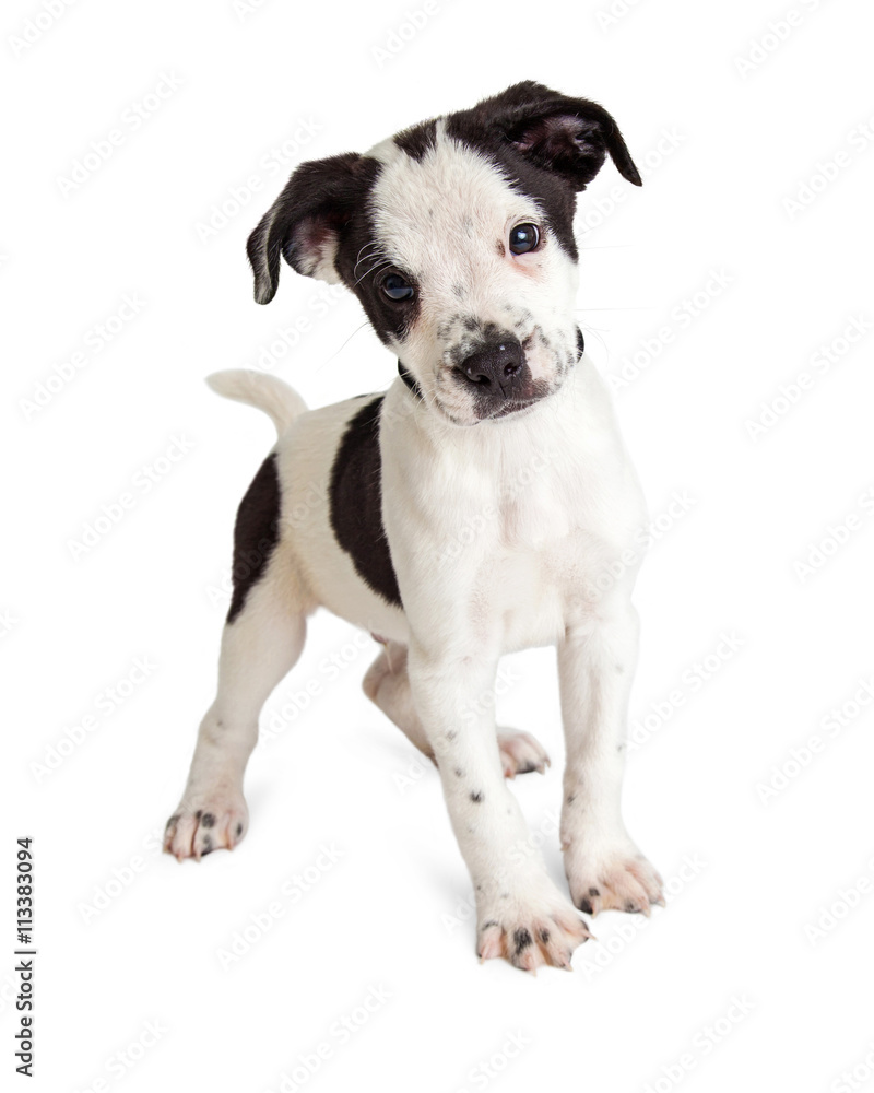 Cute Curious Puppy Looking Forward Cute Curious Puppy Looking Forward