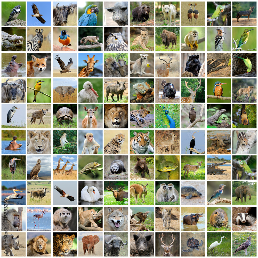 Obraz premium Kolaż 100 zdjęć dzikiej przyrody