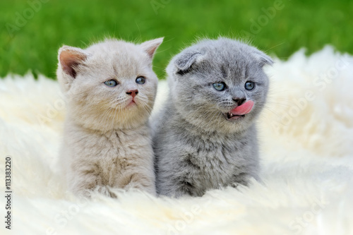 Two kitten on white blanket