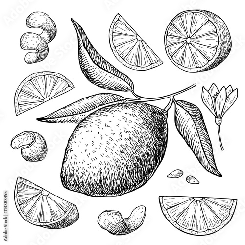 Vector hand drawn lime set. Whole lime, sliced pieces, half